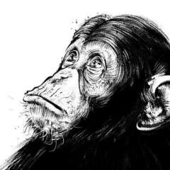 Work Mirror Ape close up Artwork drawing art illustration kornel ink gallery zeichnung kunst Kornel Illustration | Kornel Stadler